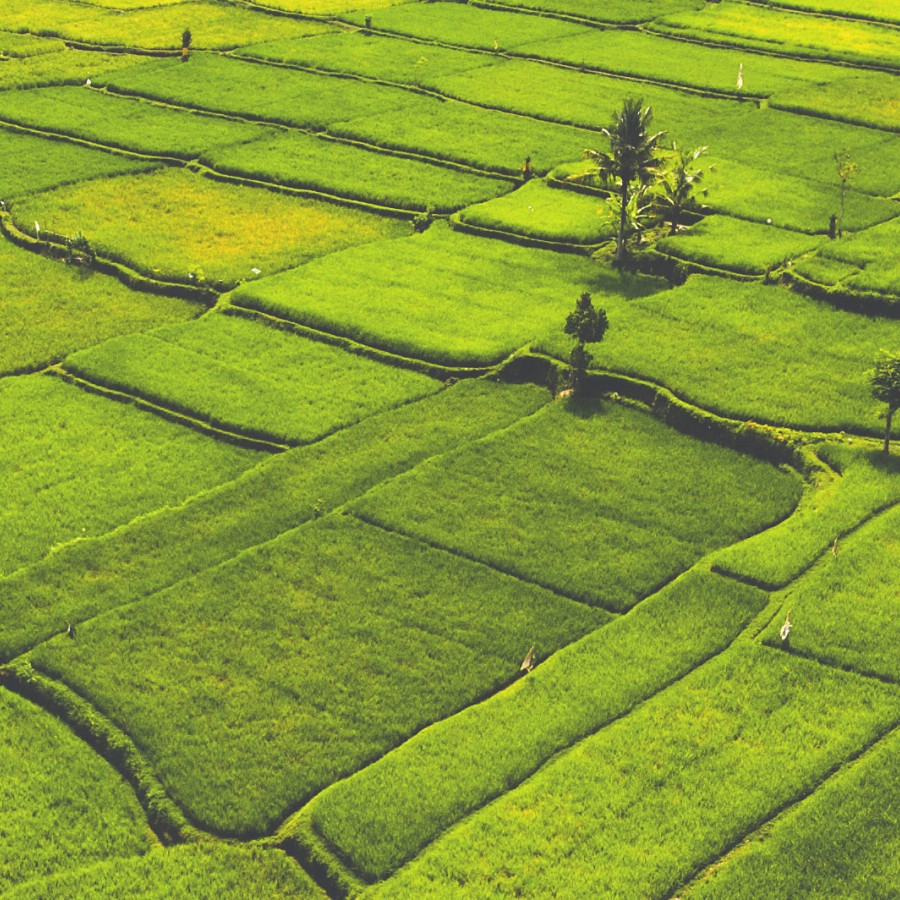 Field in Malayasia